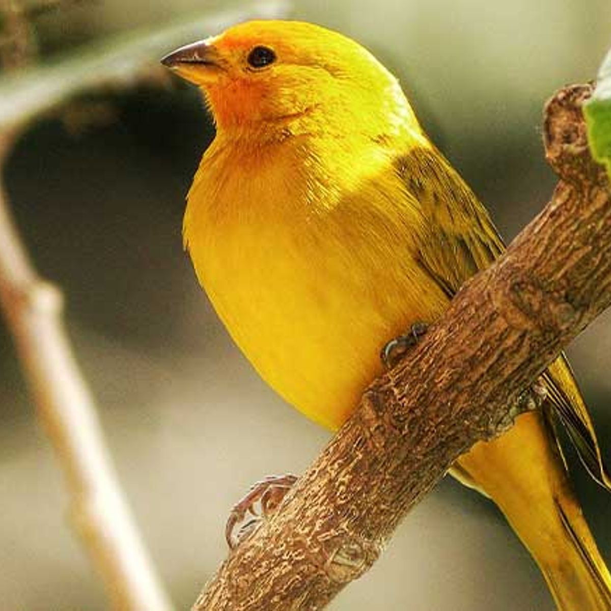 GENERICO - Alimento Premium Para Canarios 500g Caja