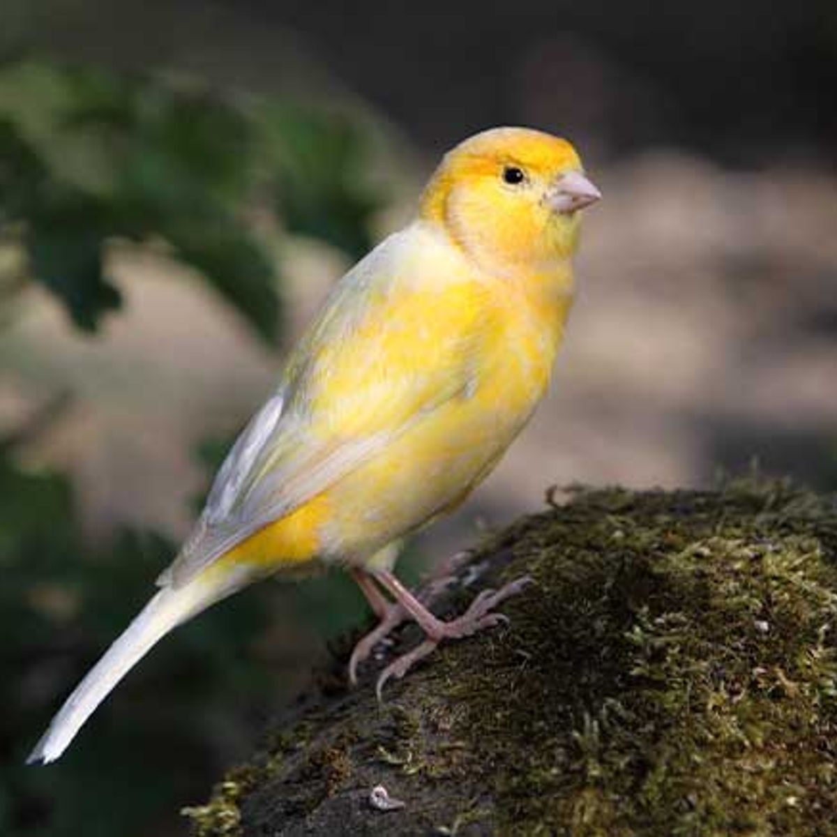 GENERICO - Alimento Premium Para Pericos Periquitos 500g Caja