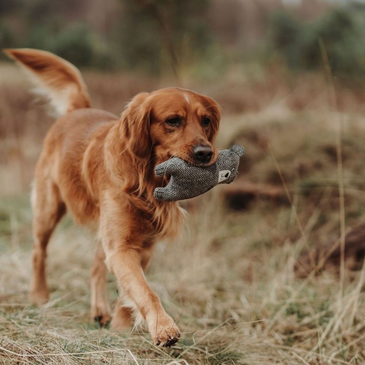 HUNTER - Hunter Juguete para Perro Billund Bear 23 cm