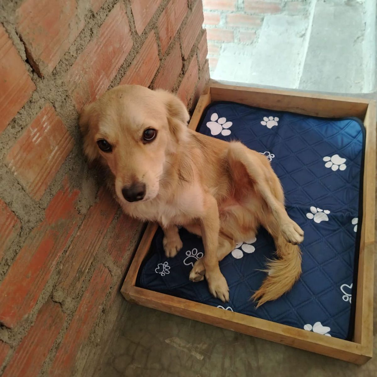 CHITAYA PET SHOP - Clean Pad - Talla S - Celeste