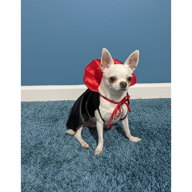 GENERICO - Capa Disfraz de drácula para Mascotas  - Talla XXS