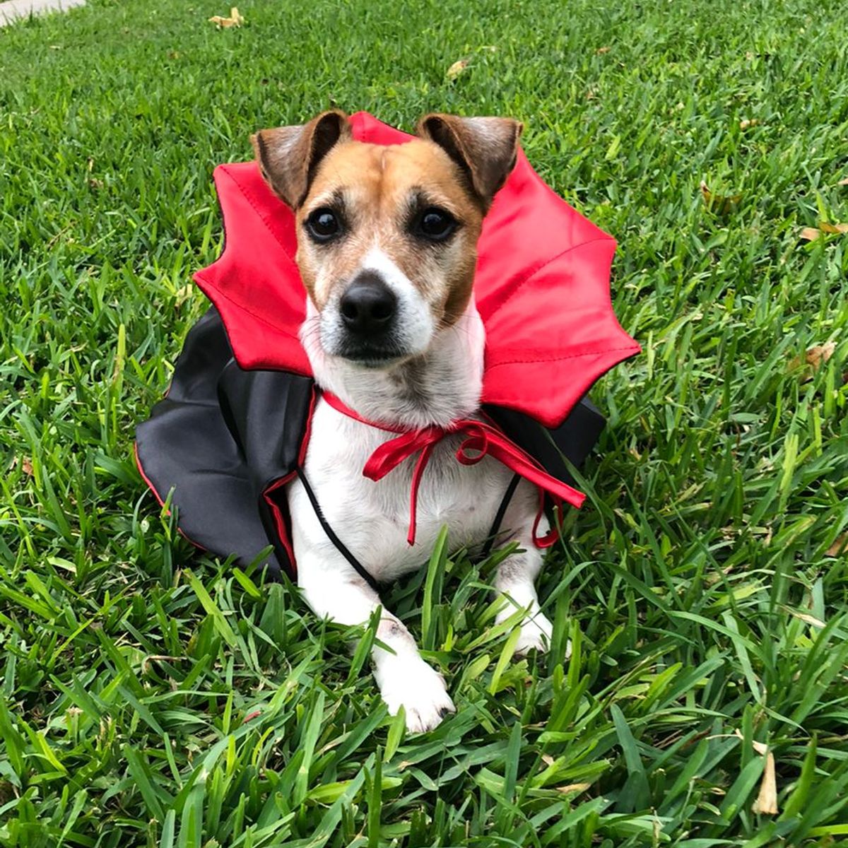 GENERICO - Capa Disfraz de drácula para Mascotas  - Talla M