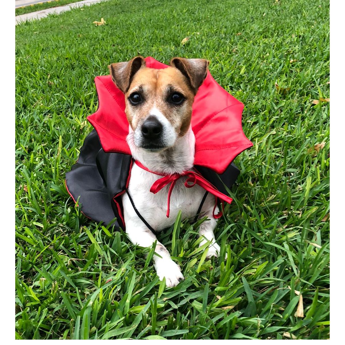 GENERICO - Capa Disfraz de drácula para Mascotas  - Talla M