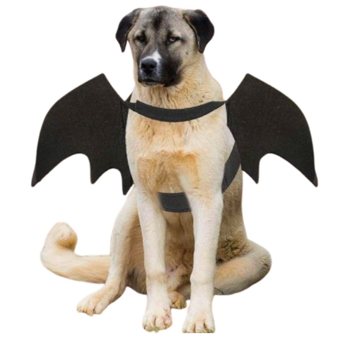 GENERICO - DISFRAZ de Halloween Alas de MURCIÉLAGO para Mascotas L