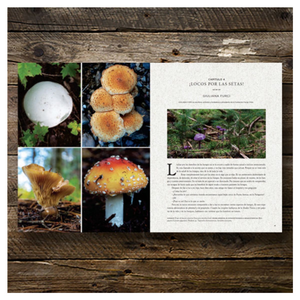 GENERICO - Hongos Fantásticos Paul Stamets