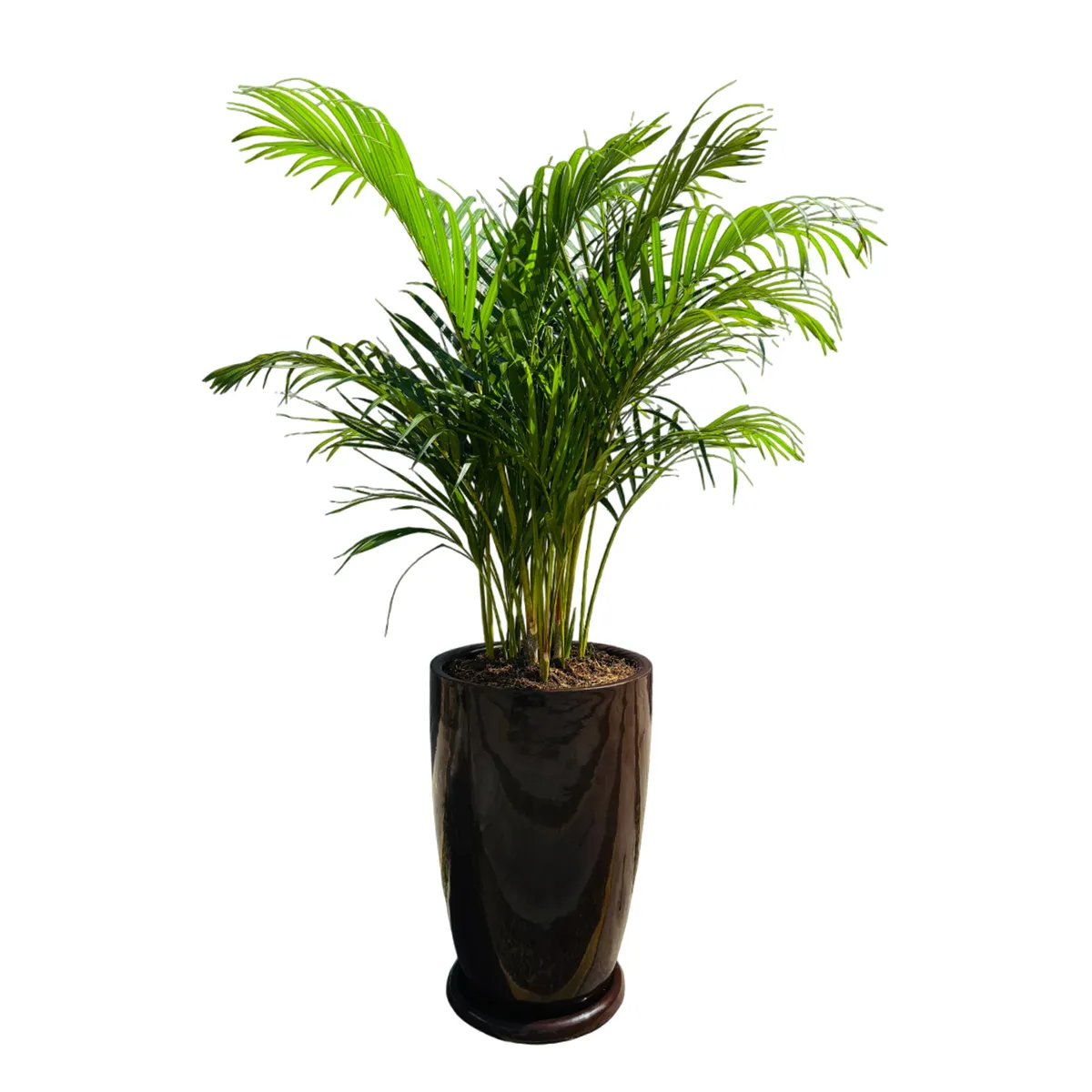 GENERICO - PALMERA HAWAIANA EN MACETA MALVA MARRON