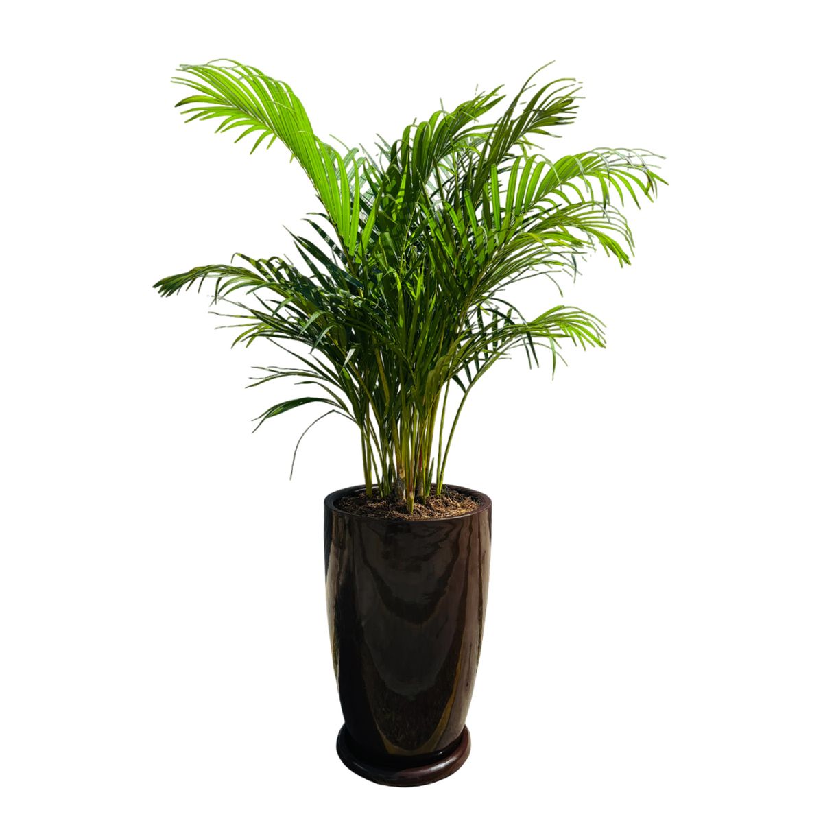 GENERICO - PALMERA HAWAIANA EN MACETA MALVA MARRON