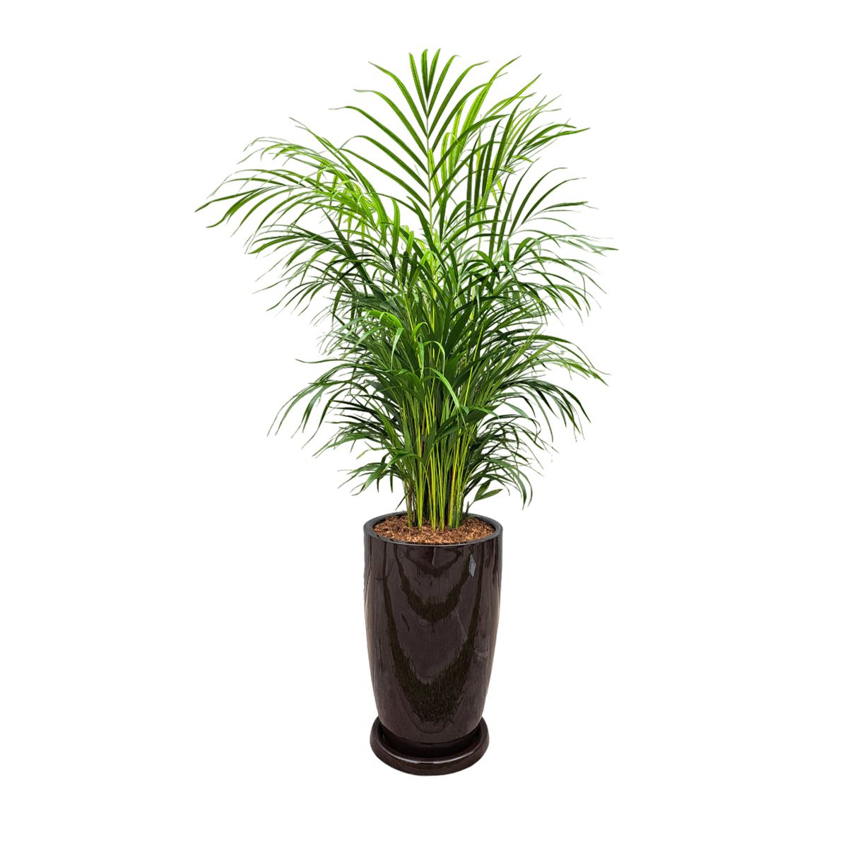 GENERICO - PALMERA HAWAIANA EN MACETA MALVA MARRON