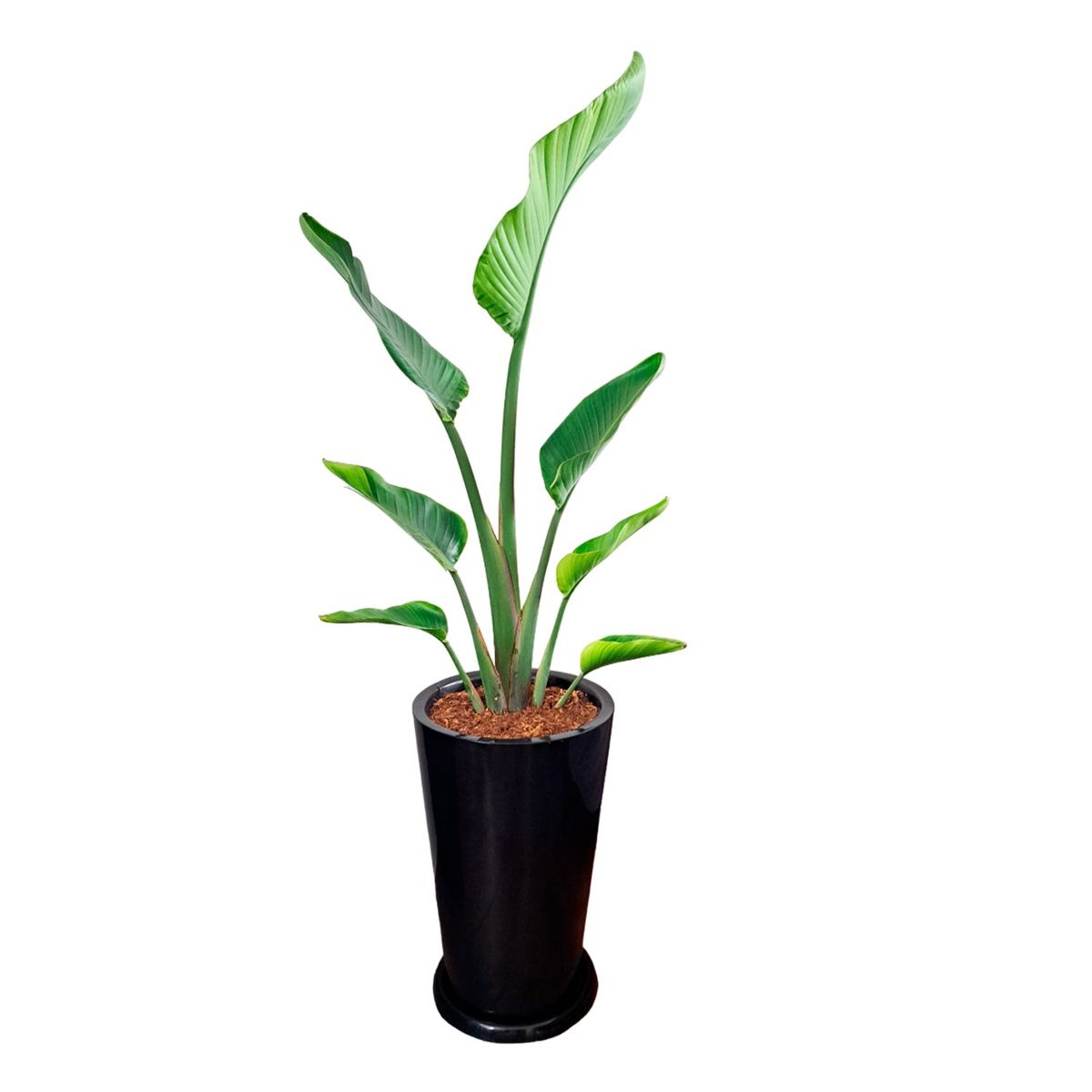 GENERICO - PALMERA STRELITZIA GIGANTE EN MACETA CONO NEGRO DE FIBRA