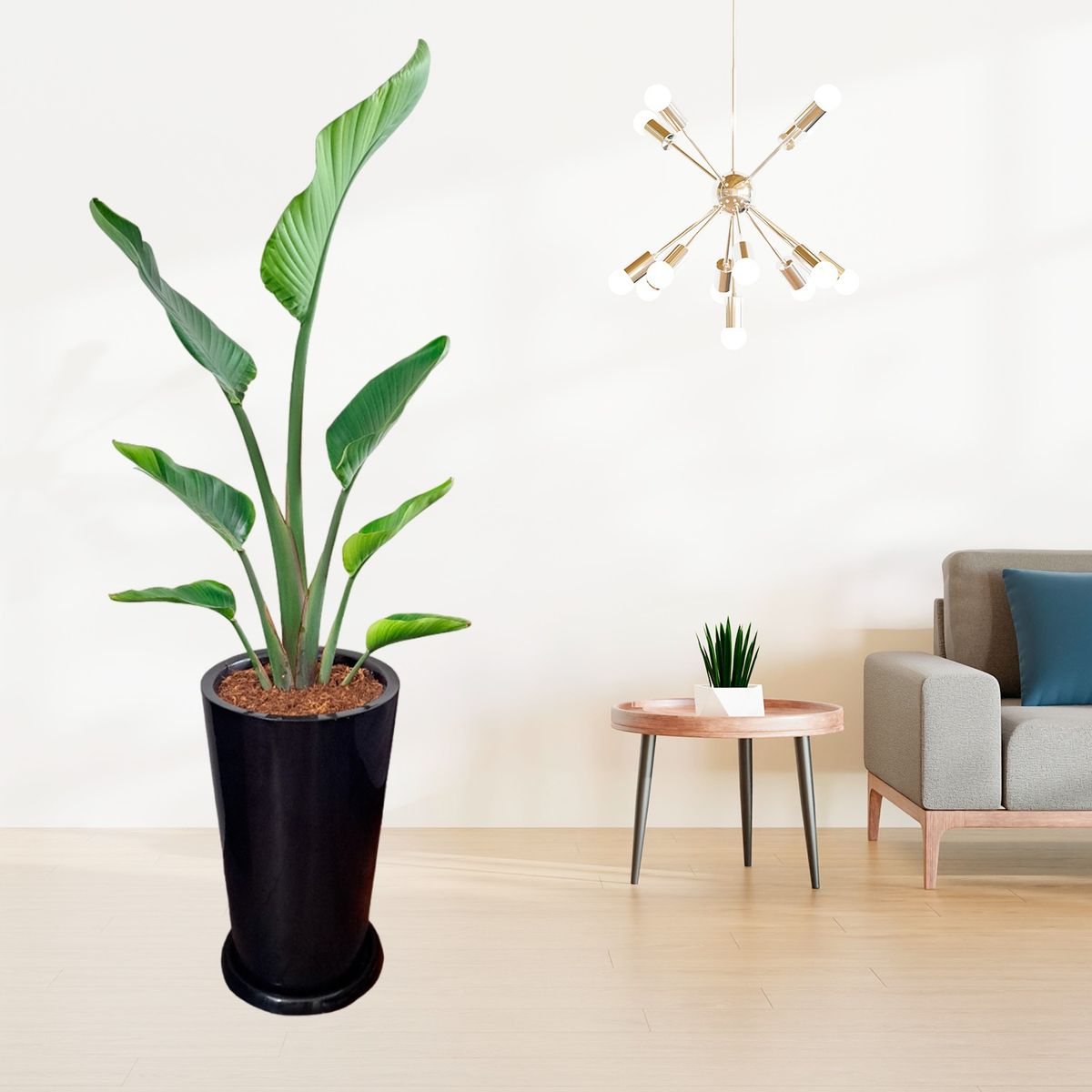 GENERICO - PALMERA STRELITZIA GIGANTE EN MACETA CONO NEGRO DE FIBRA