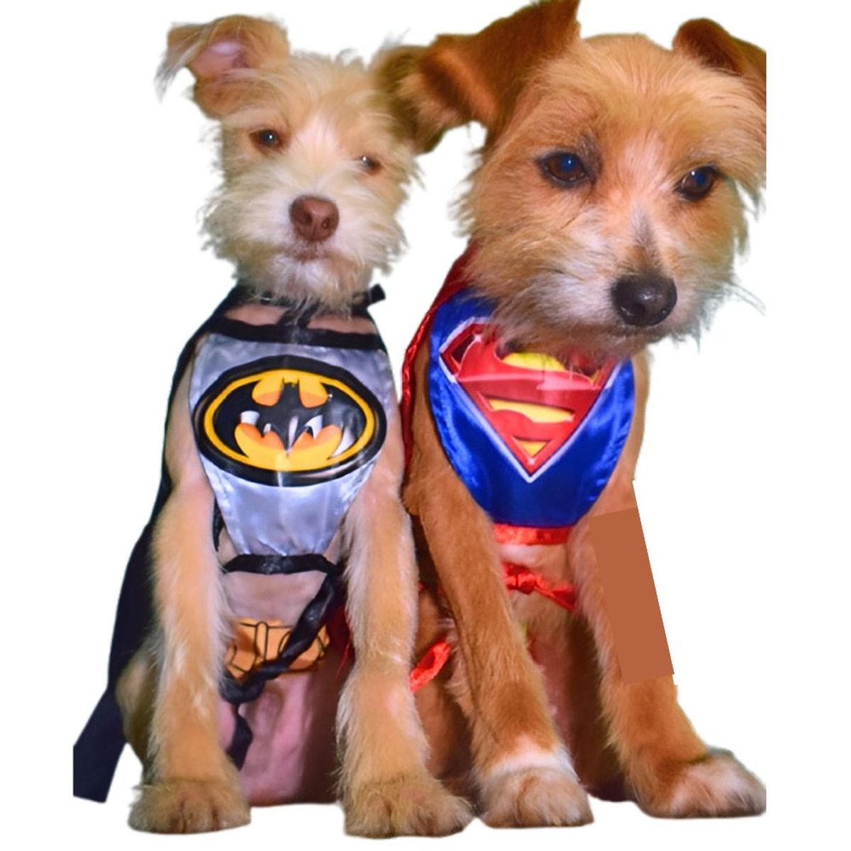 GENERICO - DISFRAZ de Halloween BATMAN para Mascotas Talla M