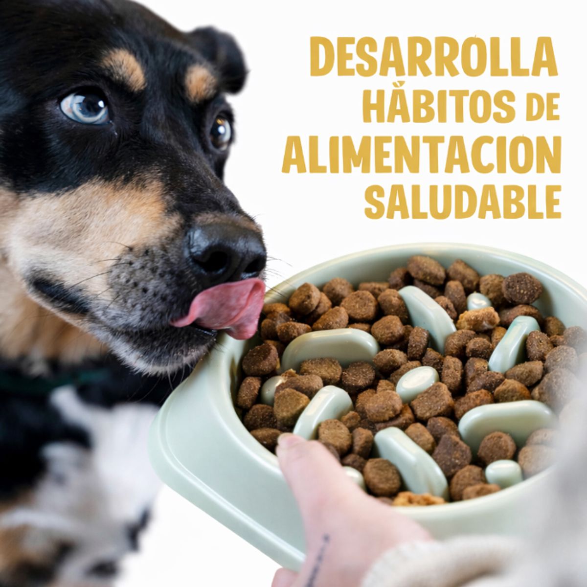 GENERICO - Comedero Lento Antiahogo Perros y Gatos  Bowl Saludable