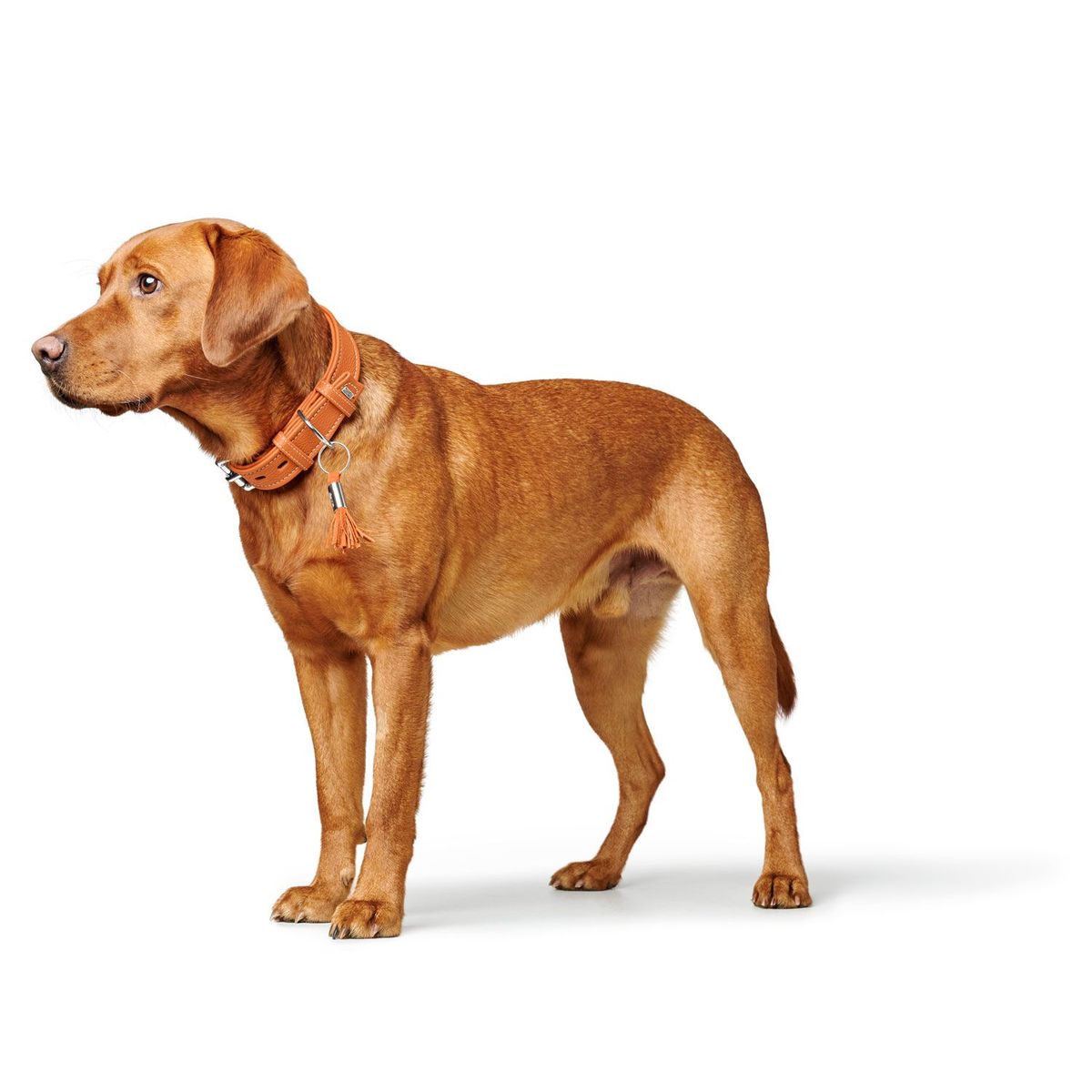 HUNTER - Hunter Collar para Perro Cannes Naranja XS