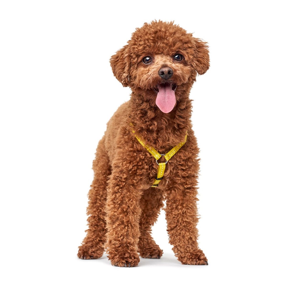 HUNTER - Hunter Arnes para Perro Tripoli Amarillo XS-S