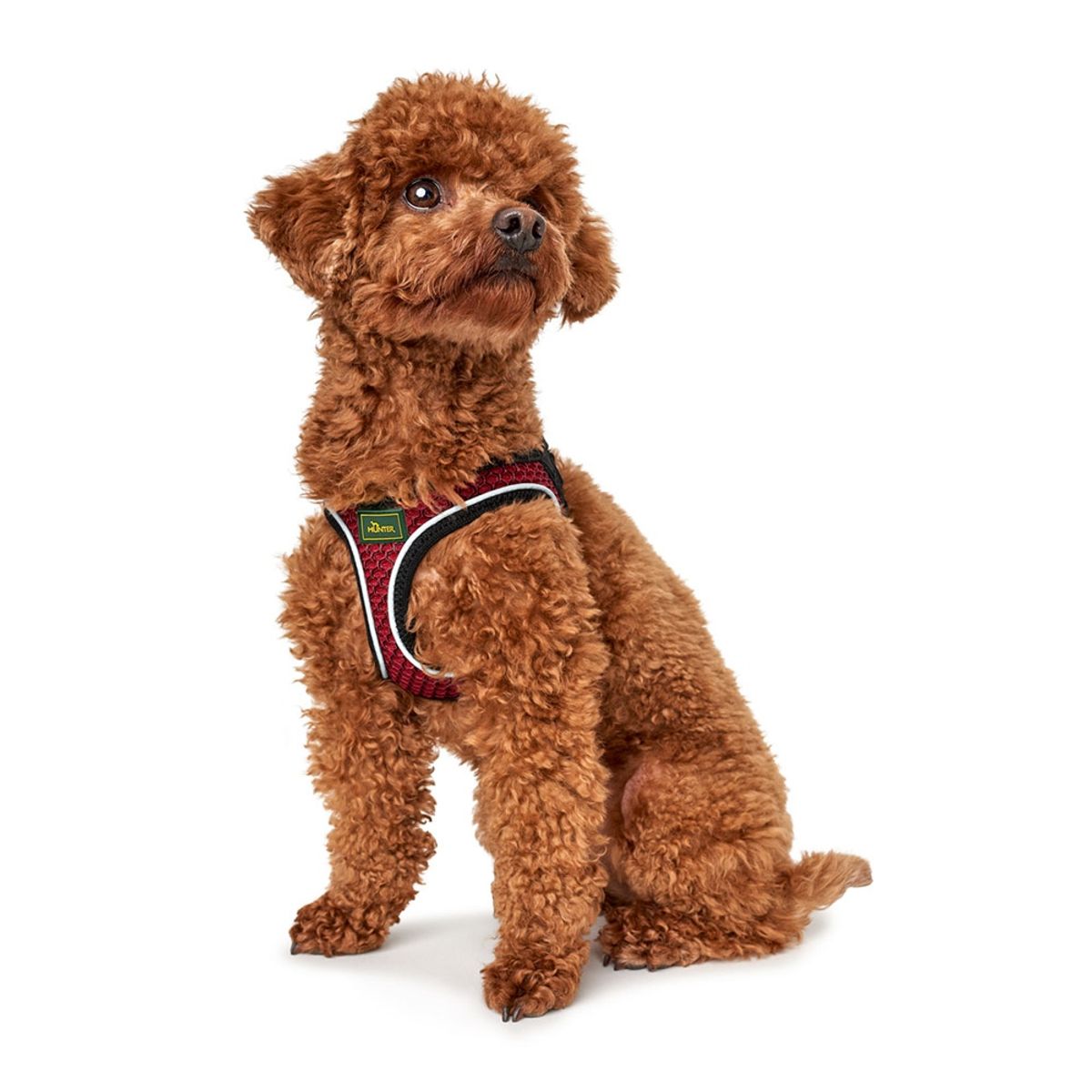HUNTER - Hunter Arnes para Perro Hilo Comfort Rojo S