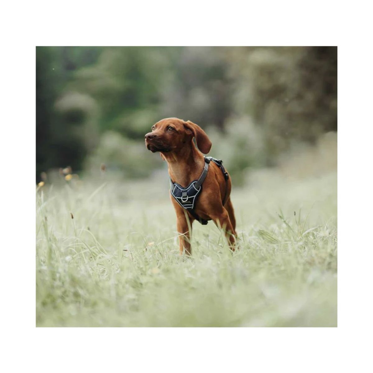 HUNTER - Hunter Arnes para Perro Divo Azul OscuroGris S