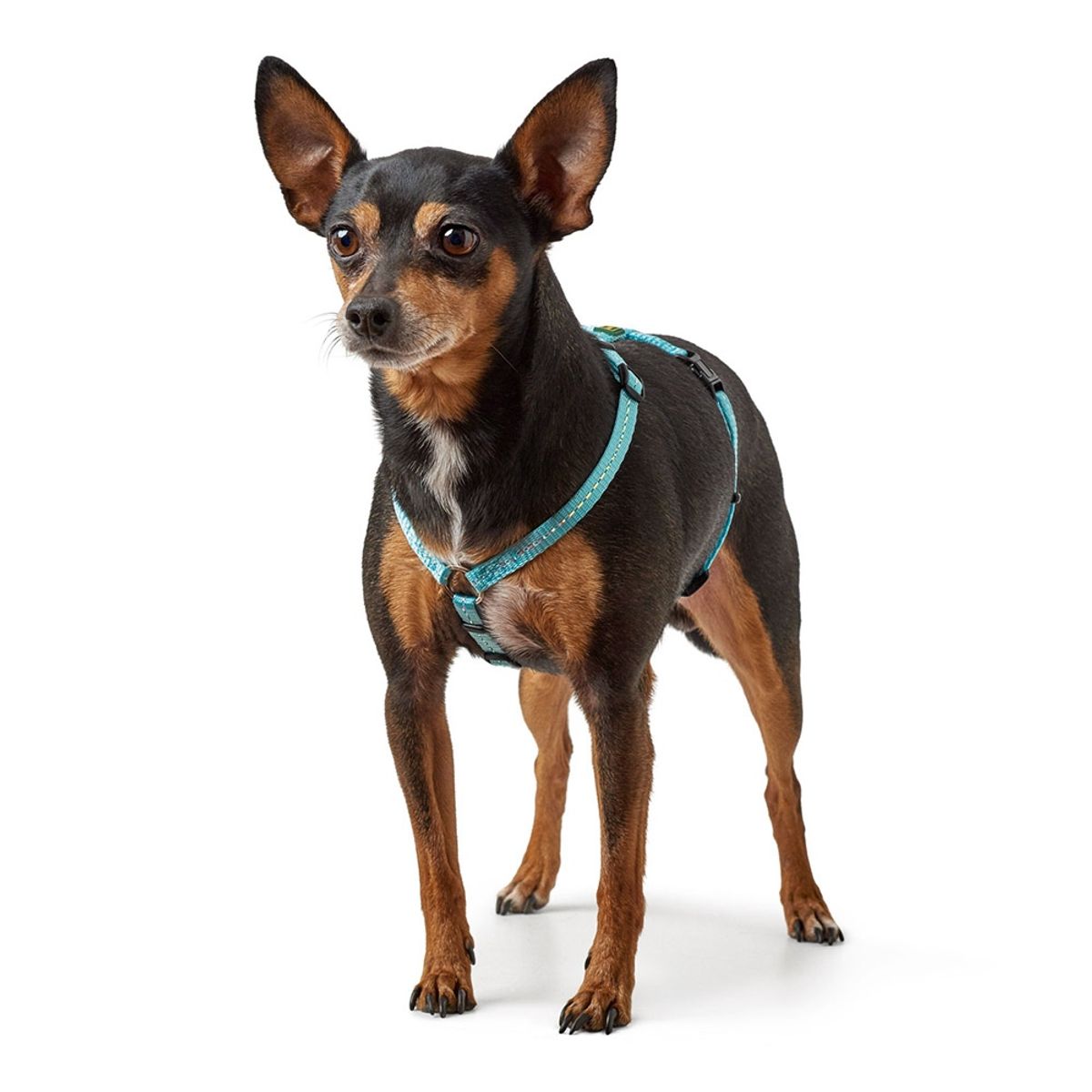 HUNTER - Hunter Arnes para Perro Tripoli Celeste S