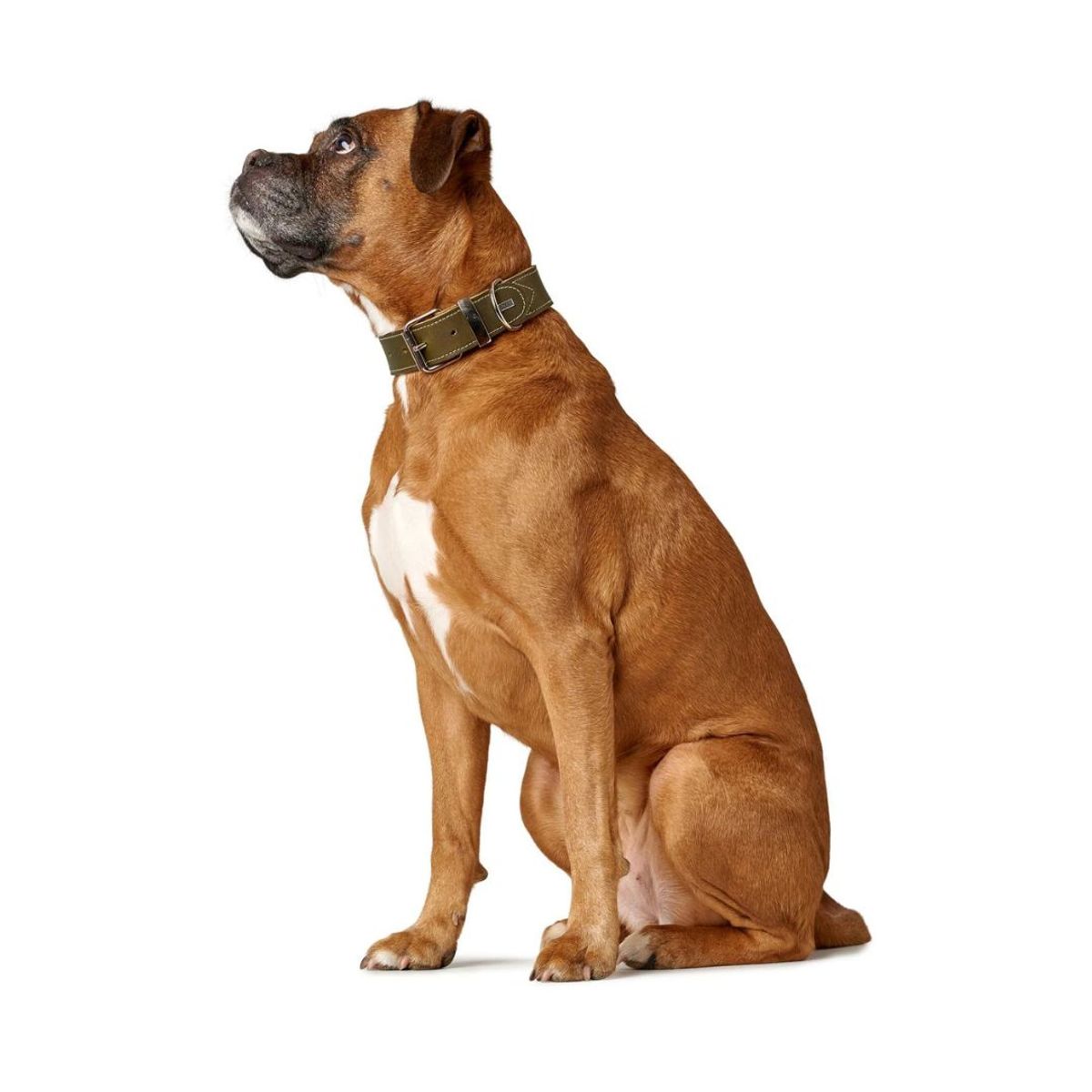 HUNTER - Hunter Collar para Perro Aalborg Special 50 S-M Olivo