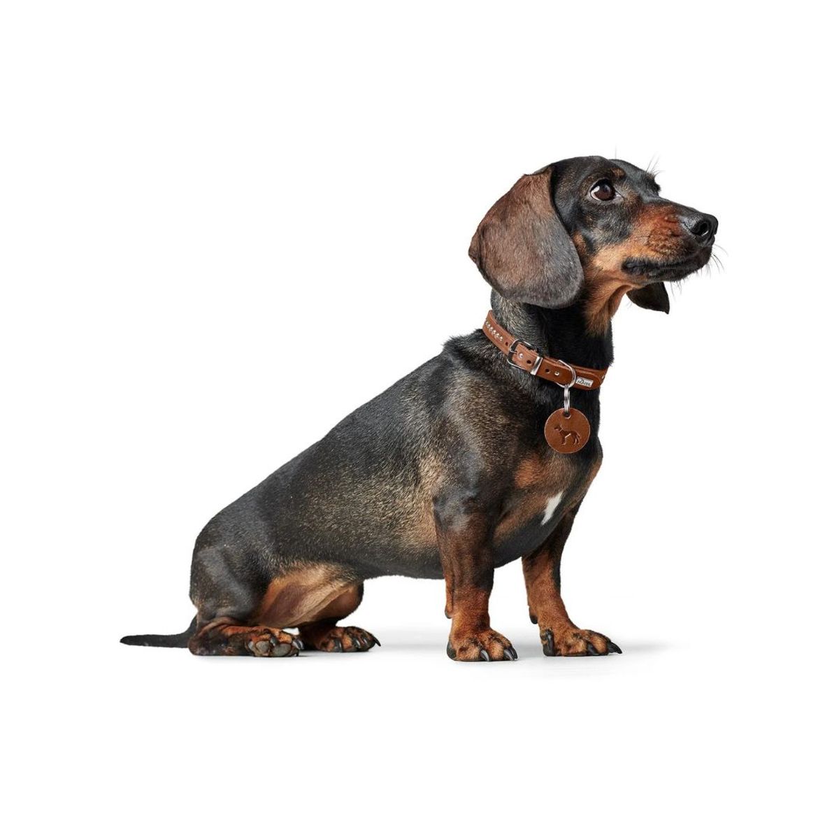 HUNTER - Hunter Collar para Perro Aalborg Style XS Coñac
