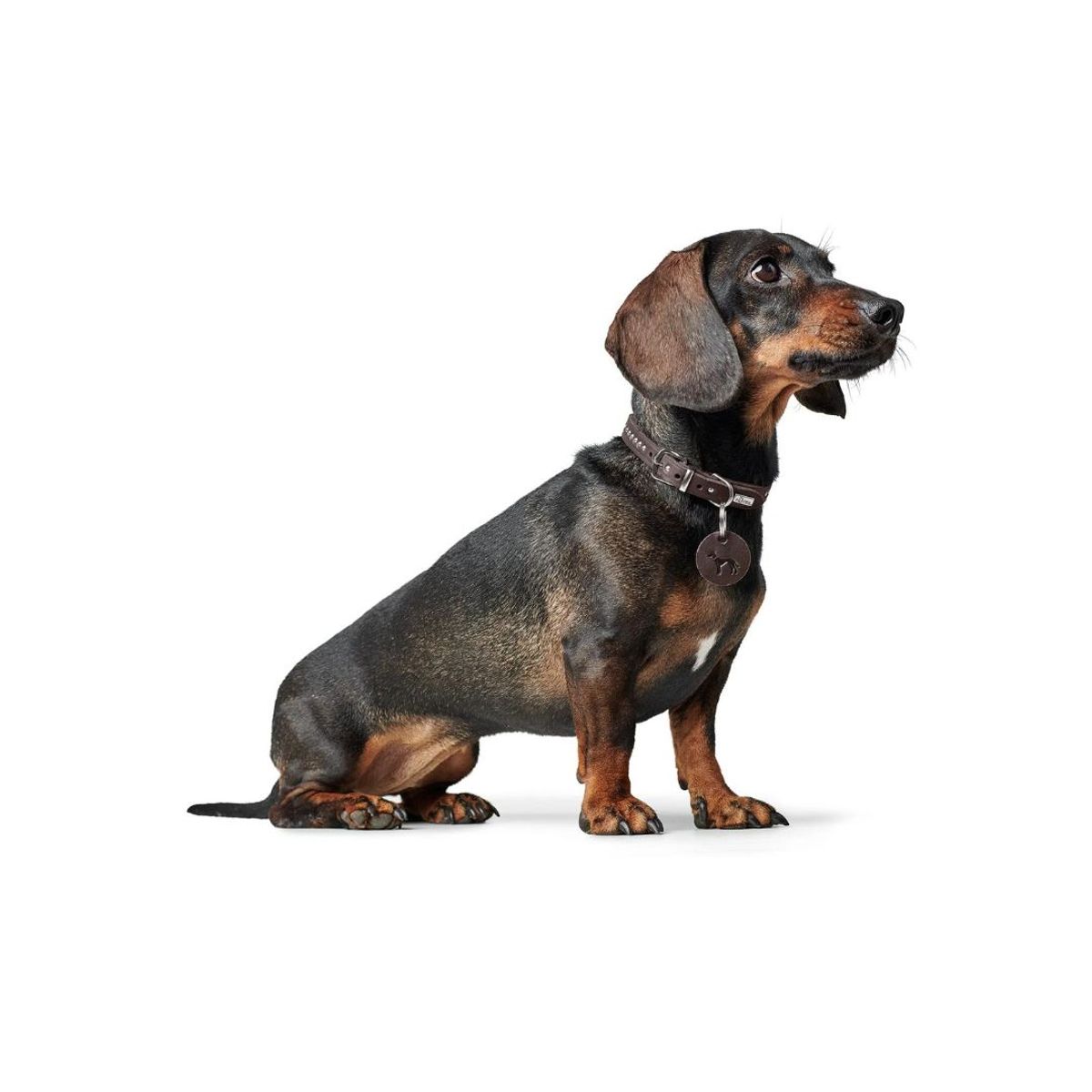 HUNTER - Hunter Collar para Perro Aalborg Style XS Marron Oscuro