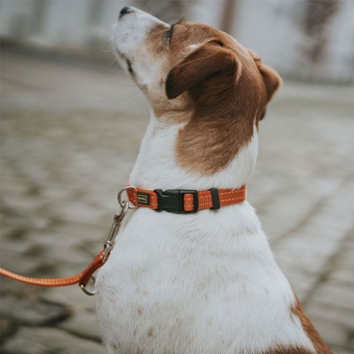 HUNTER - Hunter Collar para Perro Tripoli VB Naranja M
