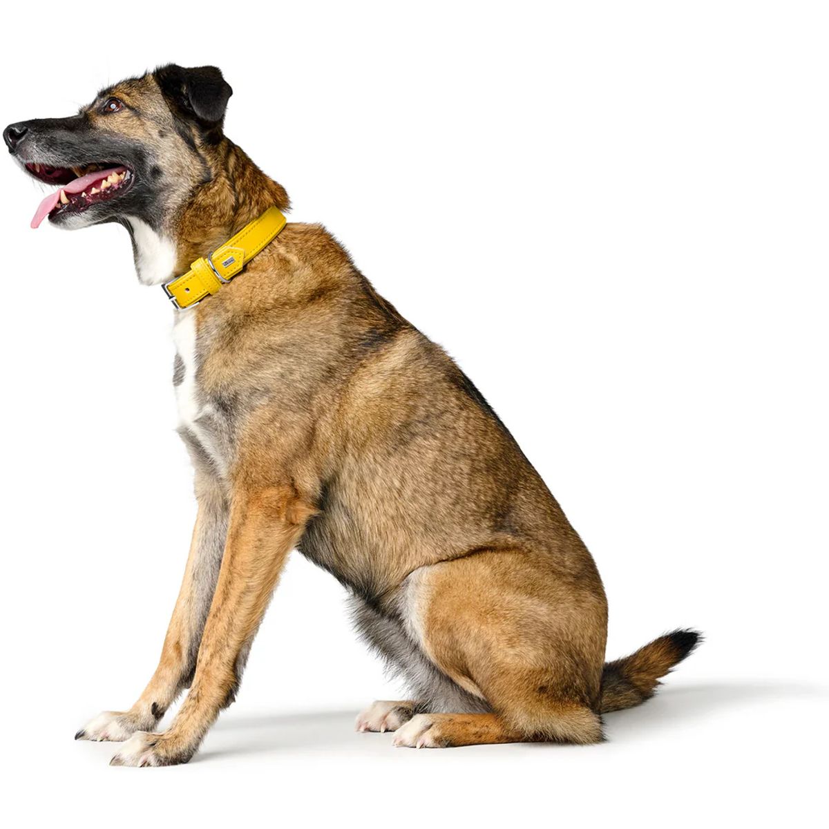 HUNTER - Hunter Collar para Perro Amalfi Amarillo 40S