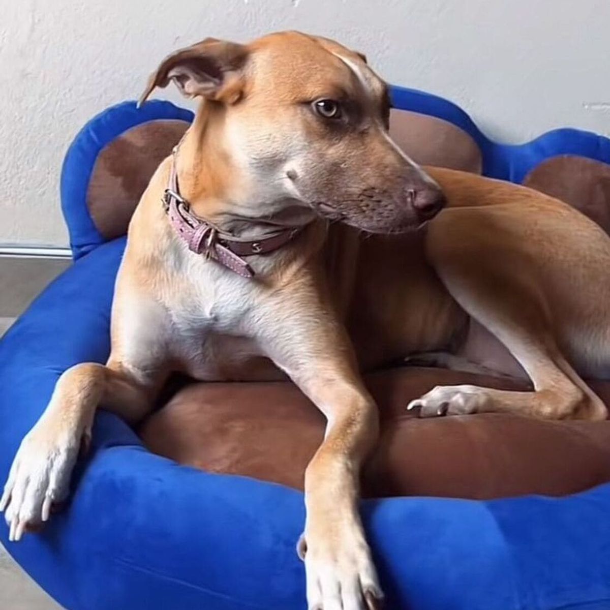 PRETTYPETS - CAMA PARA MASCOTA HUELLITA HIPOALERGENICA AZUL TALLA M