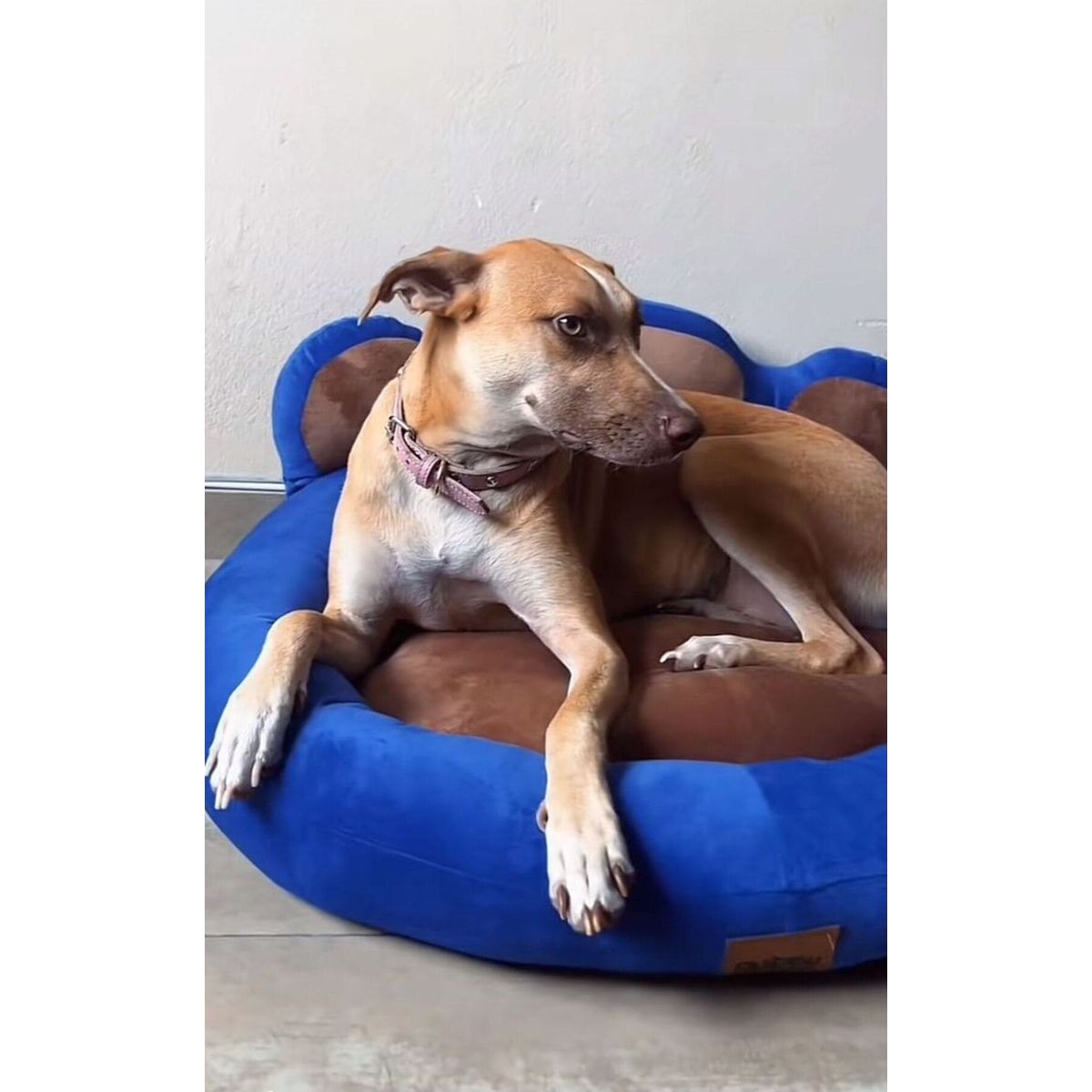 PRETTYPETS - CAMA PARA MASCOTA HUELLITA HIPOALERGENICA AZUL TALLA M