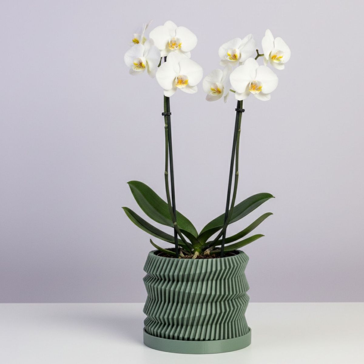 GENERICO - Porta maceta MA-Z Trew N12 color Verde Salvia