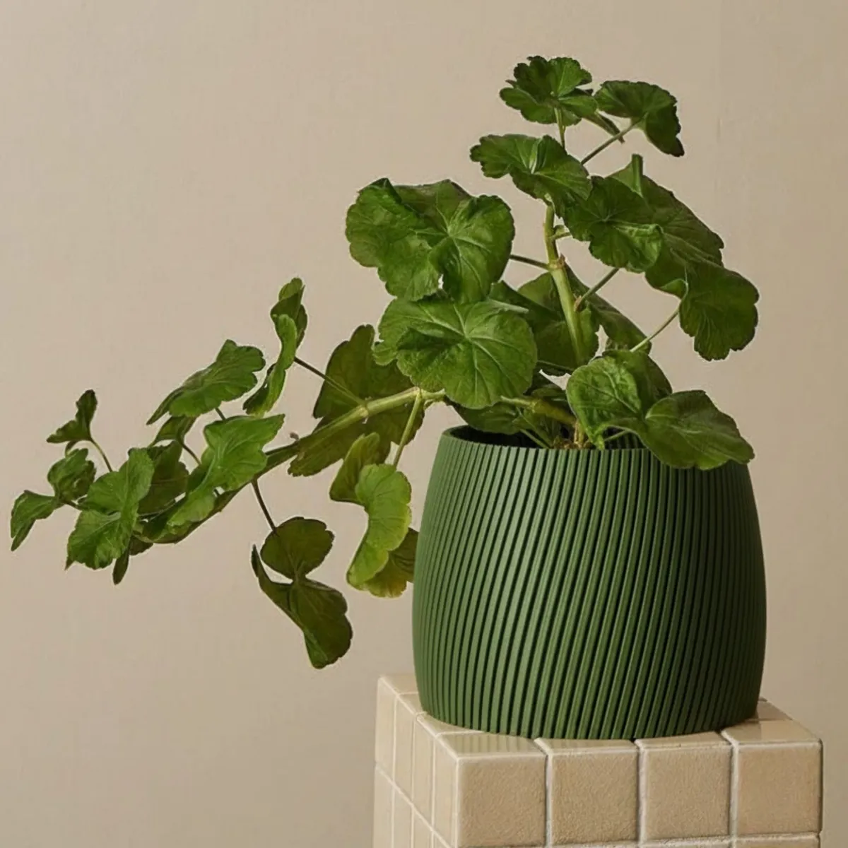 GENERICO - Porta maceta MA-Z Blush N15 color Verde Olivo