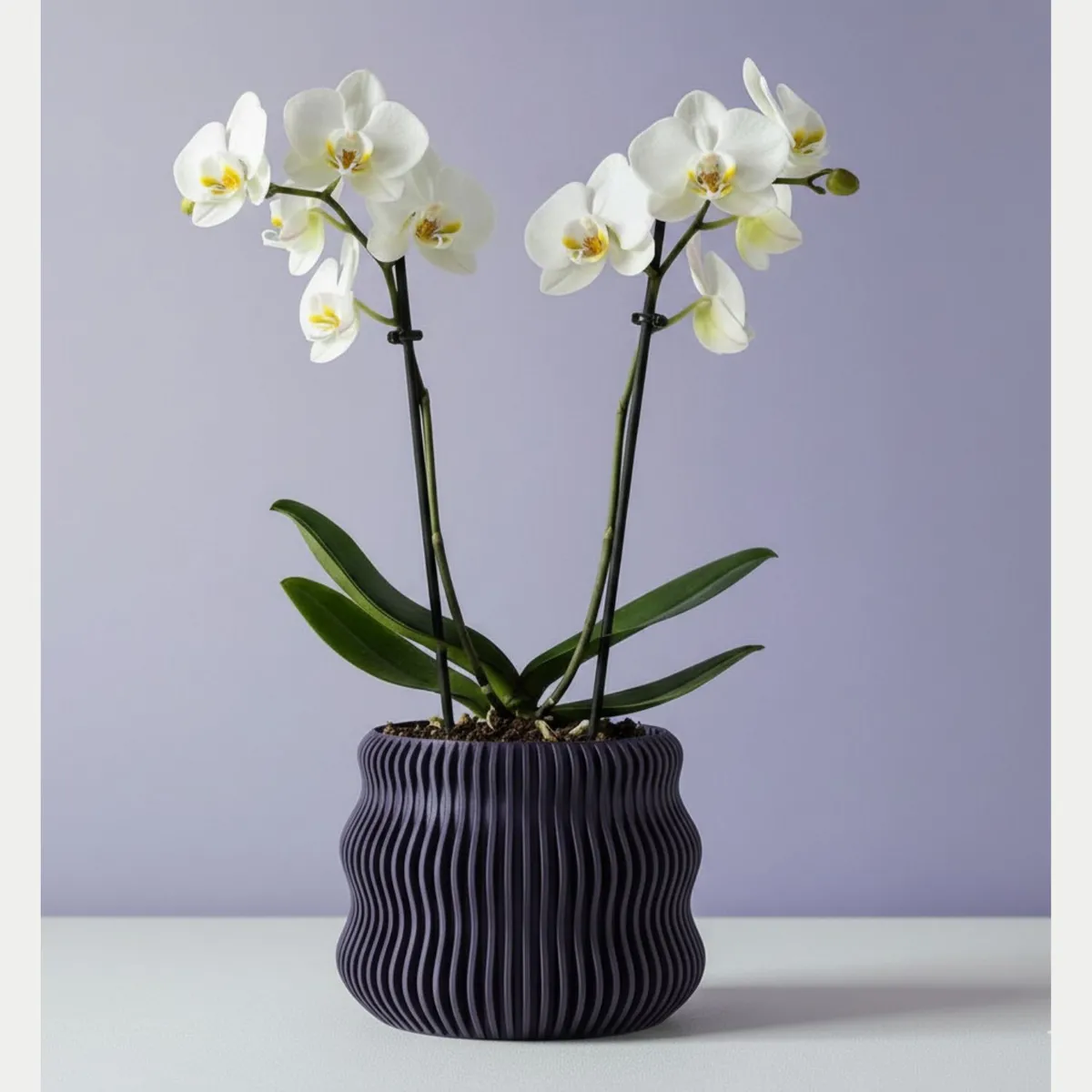 GENERICO - Porta maceta MA-Z Bae N12 color Morado