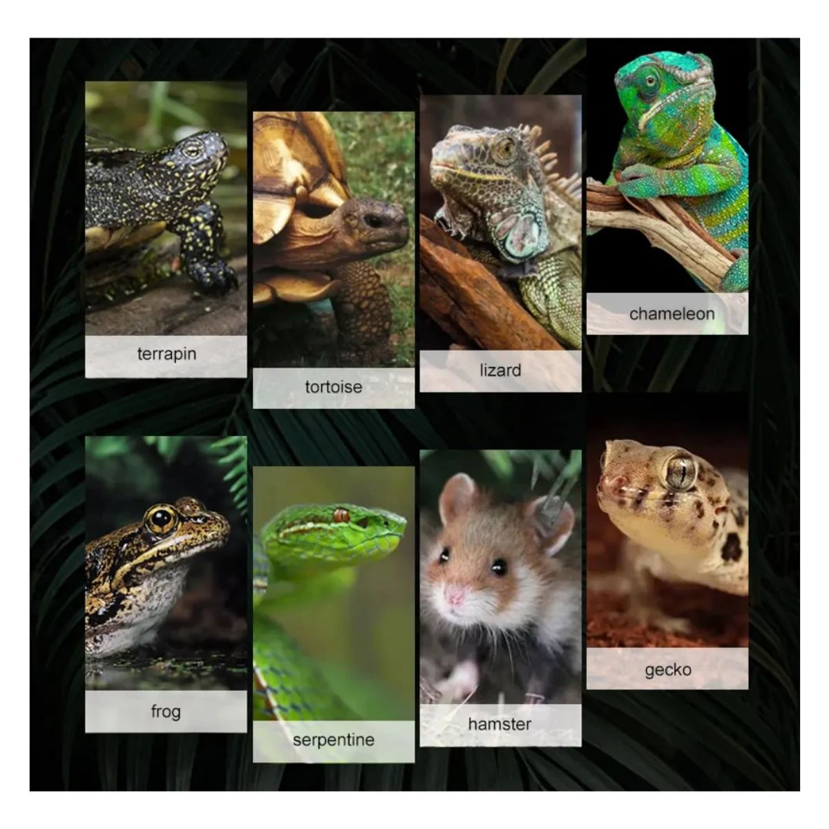 GENERICO - LÁMPARA PROTECTOR DE FOCO INFRARROJO PARA GRANJA REPTIL TERRARIO