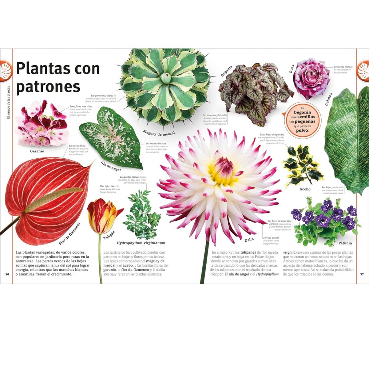 GENERICO - El libro de las flores y los árboles - Libros infantiles