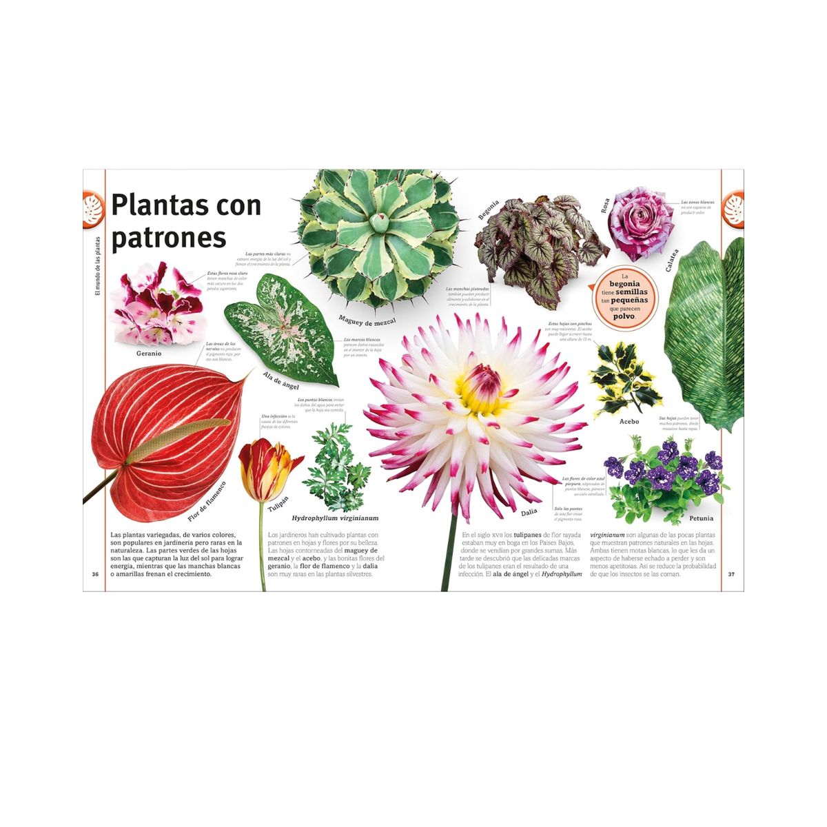 GENERICO - El libro de las flores y los árboles - Libros infantiles