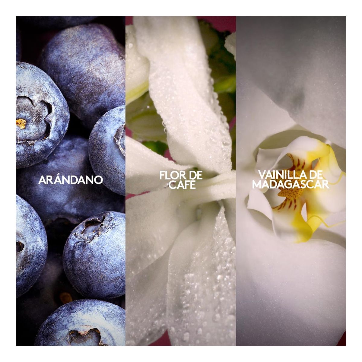 ESIKA - Perfume VIBRANZA MINIATURA ésika oriental dulce spray 7.5 ml