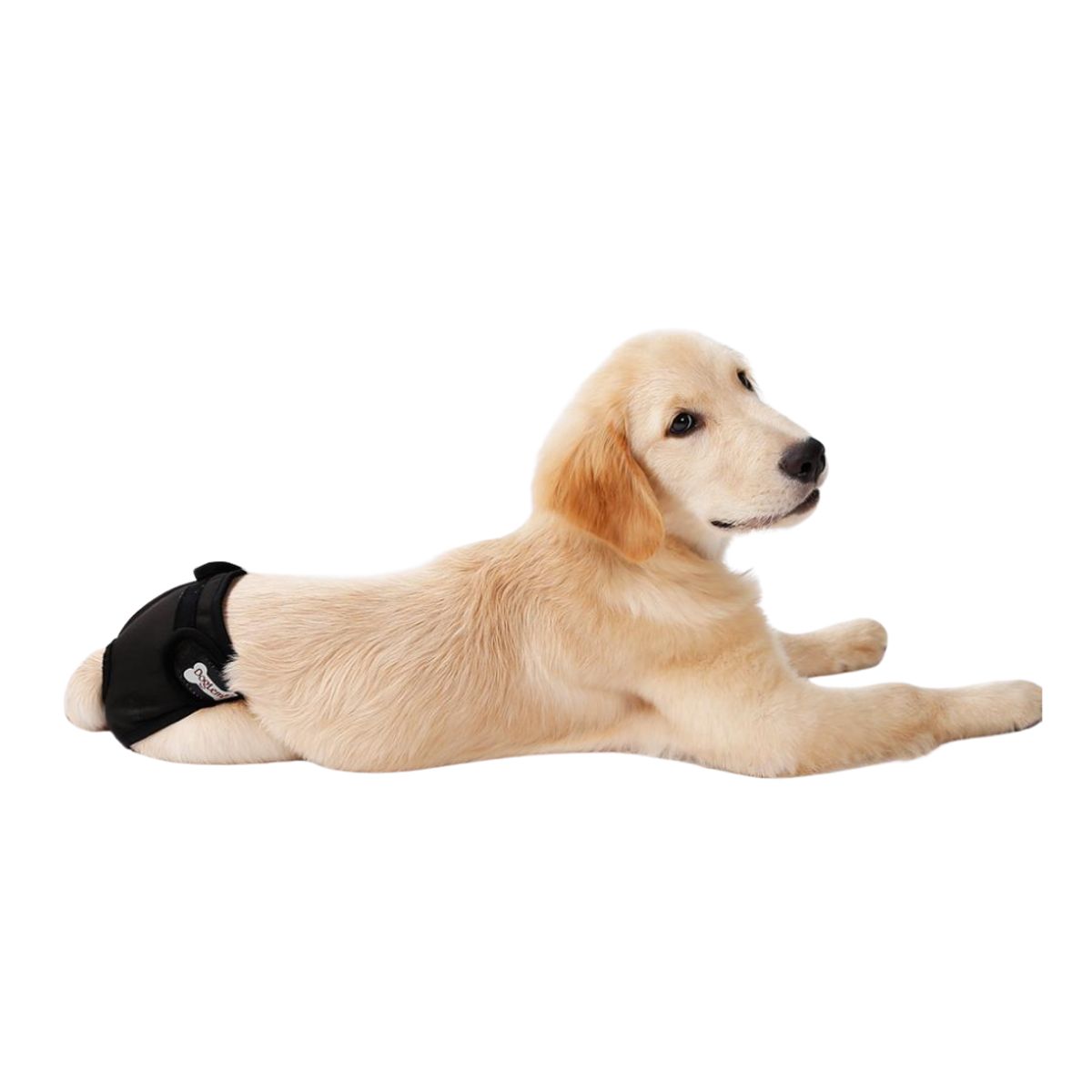 GENERICO - Calzón Celo Lavable Doglemi - Negro - Talla XS - 16-22cm