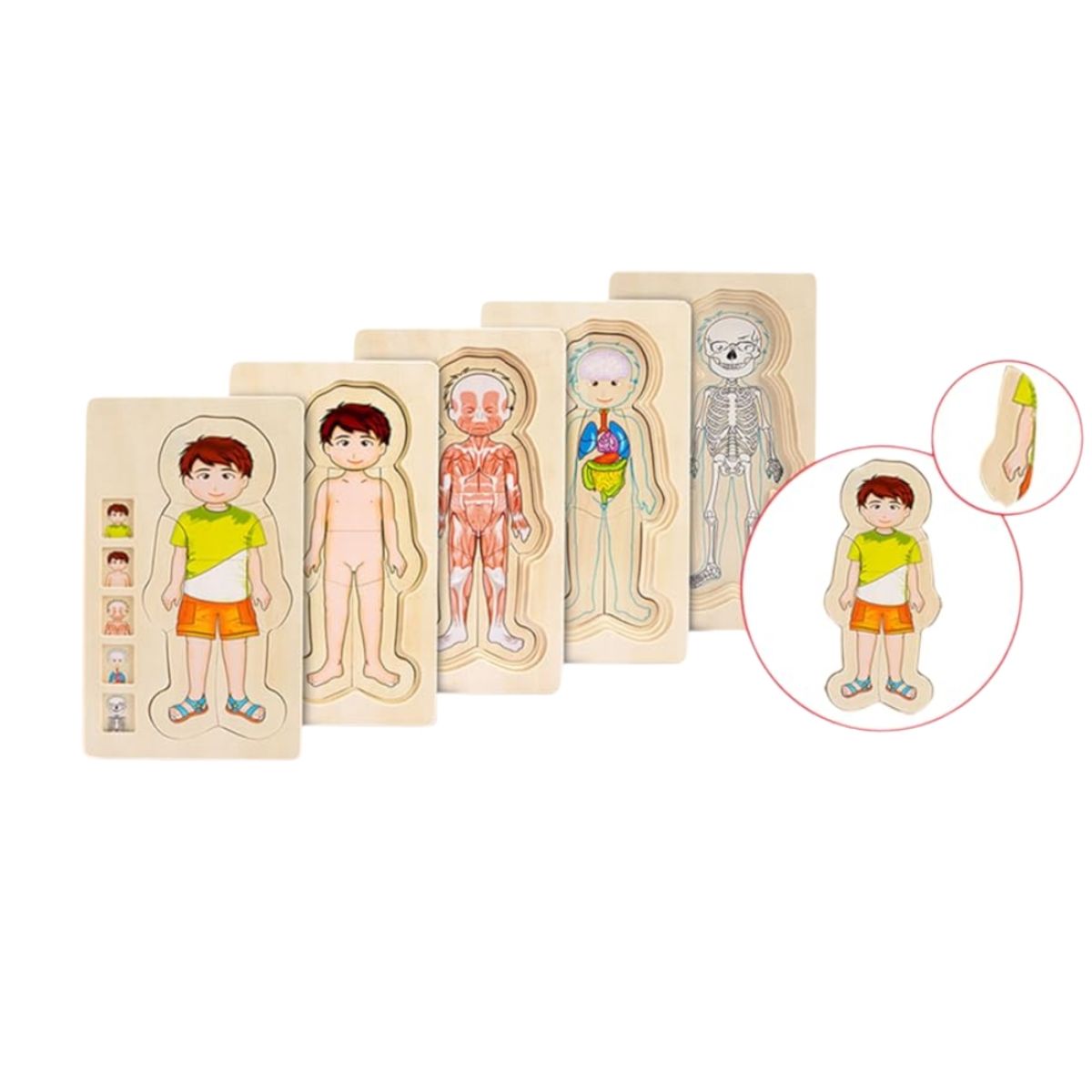 GENERICO - Rompecabezas Didáctico del Cuerpo Humano en Capas