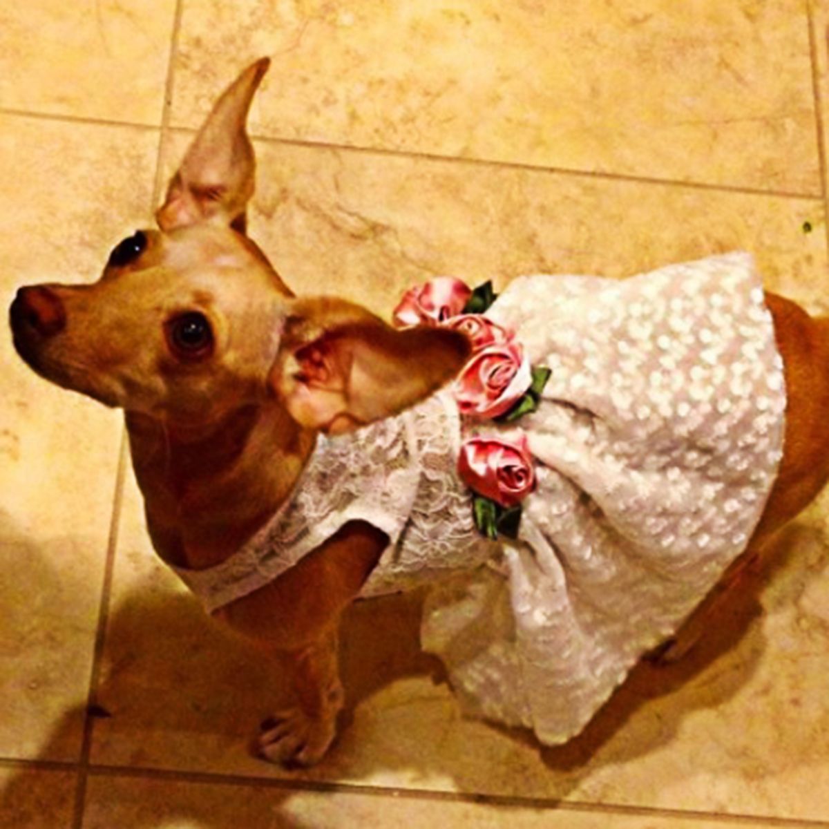GENERICO - VESTIDO BLANCO DE ENCAJE ELEGANTE PARA PERRO Y GATO CON FLORES EN RASO - XS