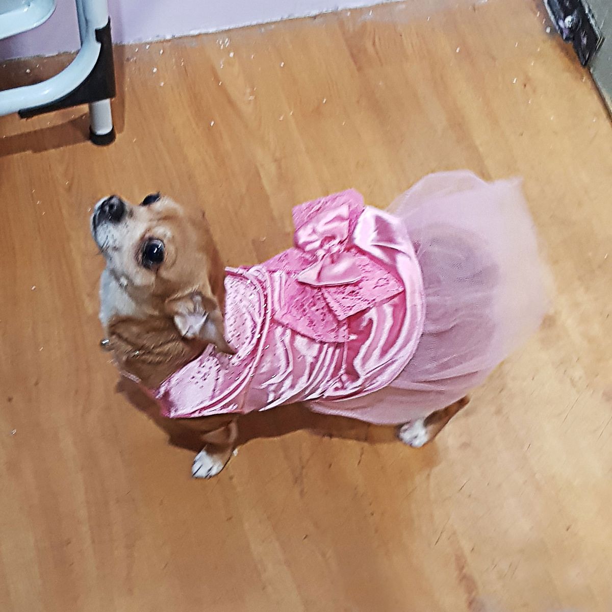 GENERICO - VESTIDO ELEGANTE PARA MASCOTA CON TUL Y RHINESTONES CIERRE VELCRO  TALLA L