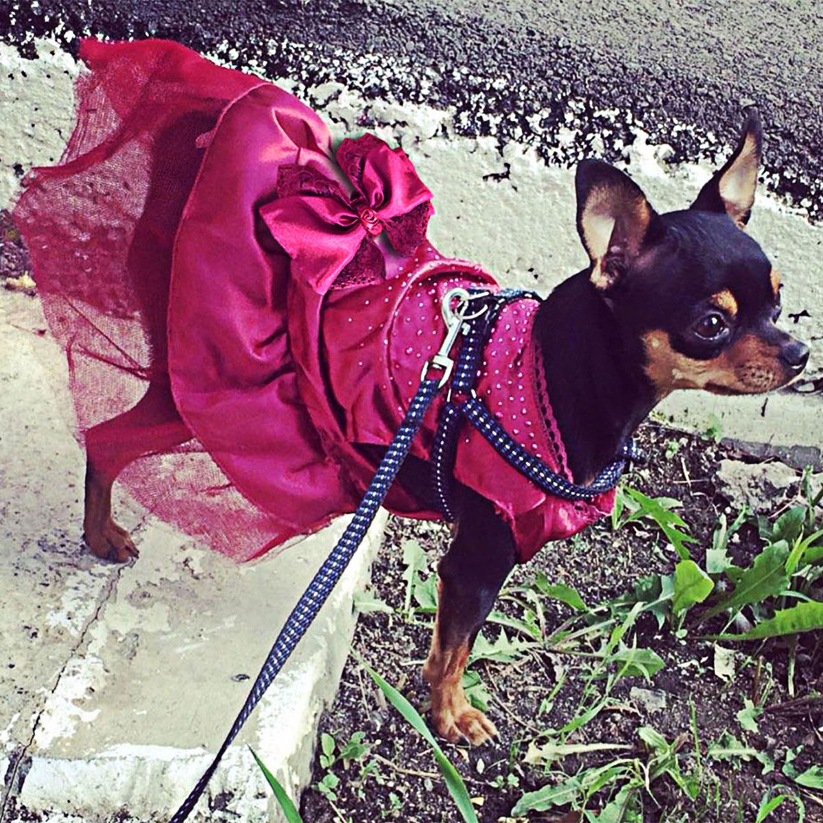 GENERICO - VESTIDO ELEGANTE GUINDA MASCOTA CON TUL Y RHINESTONES - TALLA XL