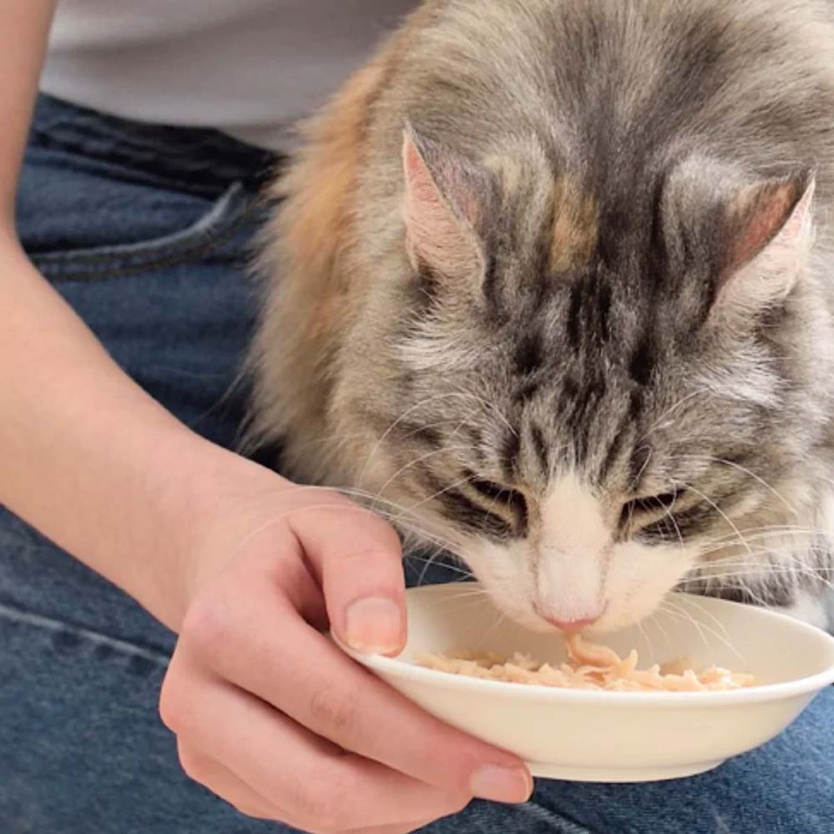 CHURU - Snack Sopa para Gato Churu Broth Sabor Pollo y Atún 40gr