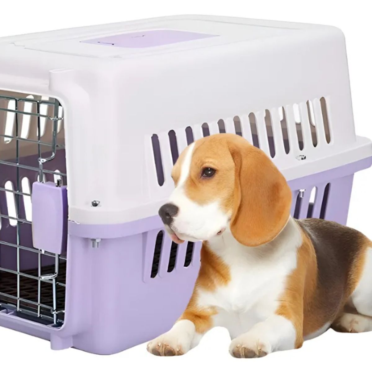 QUE PATAS PET SHOP - Transportador Kennel de Viaje Talla S Morado