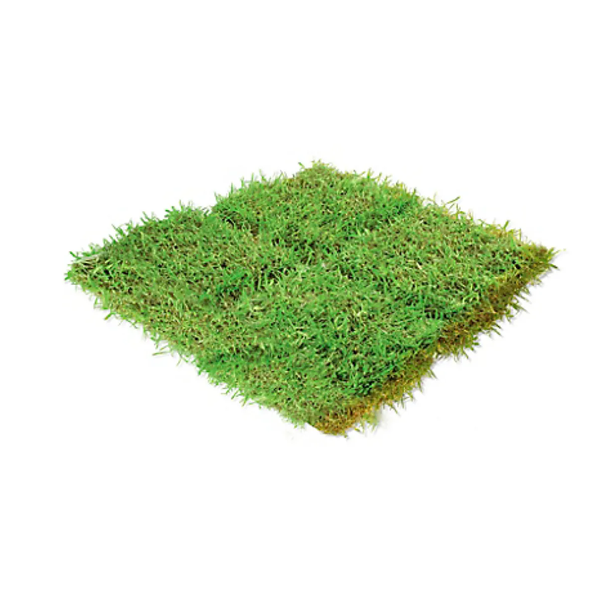 GENERICO - Pasto Natural Americano X Metro Cuadrado