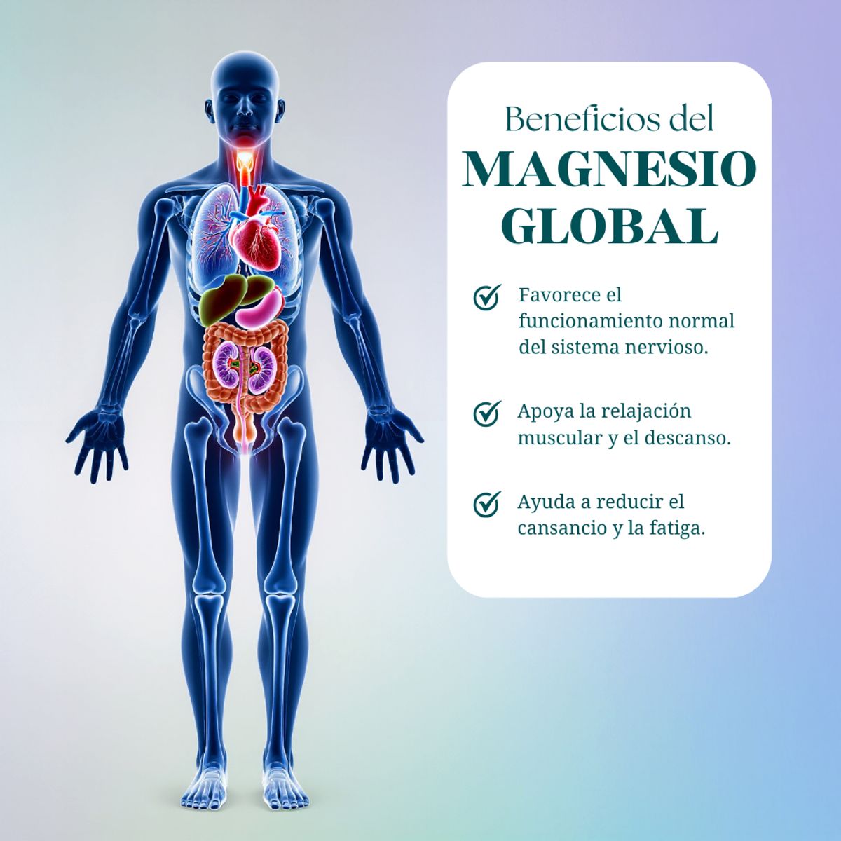 DINOA - Magnesio Global cápsulas x 100 Dinoa /Apoyo Muscular /Nervioso /Energía Natural