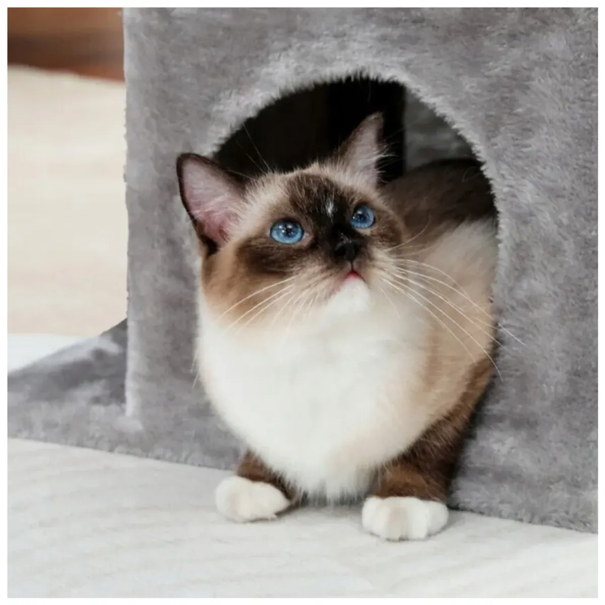 INSPIRA MARKET - Gimnasio Rascador Juguete de Gato 48 x 38 x 30 cm