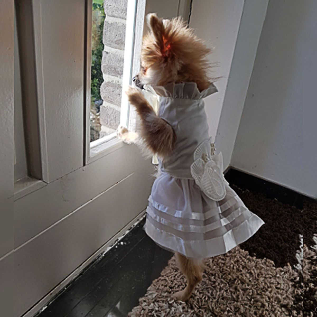 GENERICO - VESTIDO BLANCO ELEGANTE EN RASO Y TUL PARA PERROS MASCOTAS FLORES Y PERLAS - TALLA XS