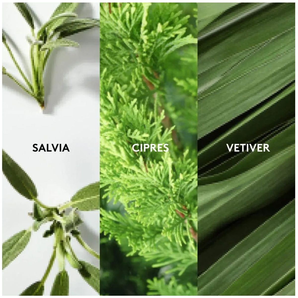 ESIKA - Cardigan Perfume para Hombre 100 ml