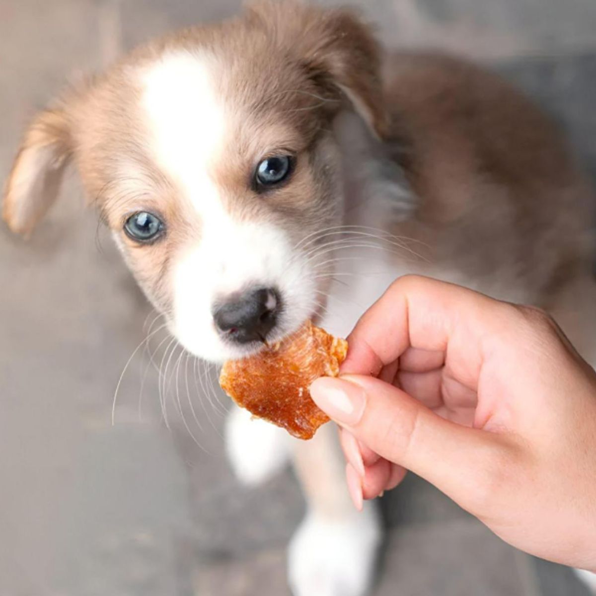 Pechuga de Pollo Deshidratada  Barker Bites  Snacks Naturales, marca GENERICO - Foto 2