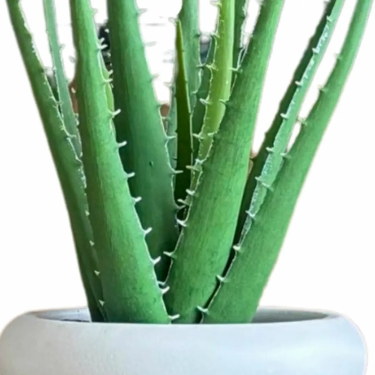 LAR DANIELSEN - Planta artificial con macetero anillado blanco - Sábila 36 cm.