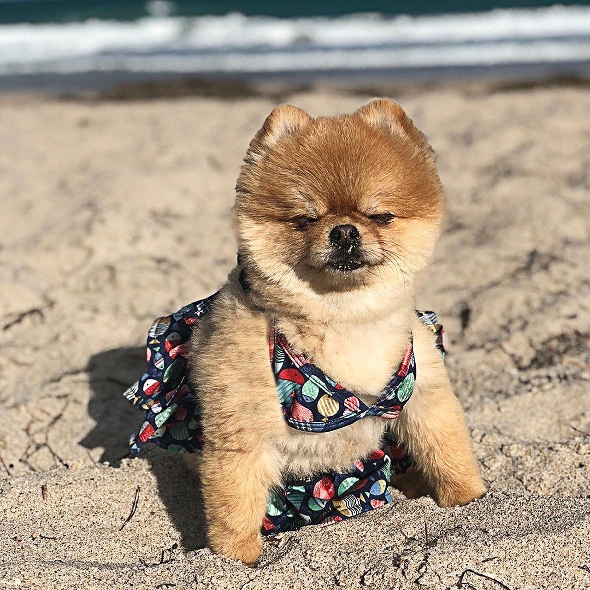 BIKINI PARA PERRO GATO TRAJE DE BAÑO MASCOTA LYCRA PLAYERA DISEÑO PECES VERANO  TALLA S, marca GENERICO - Foto 2